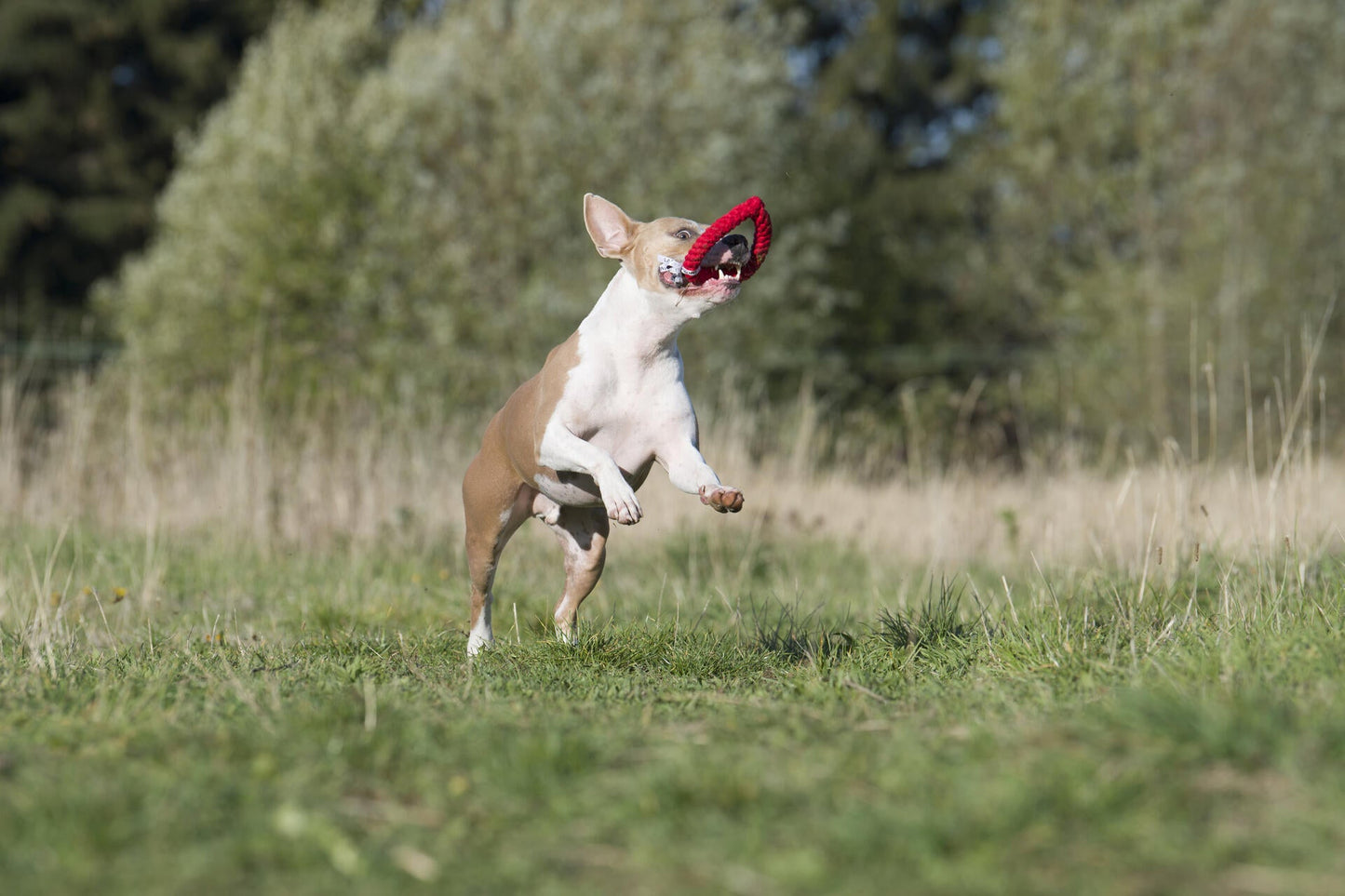Herdís hart - Speelgoed voor honden