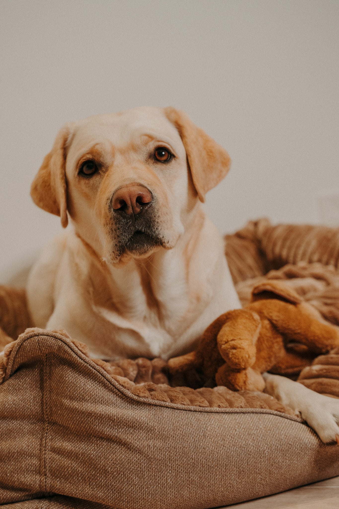 Caline dog bed - Douce line