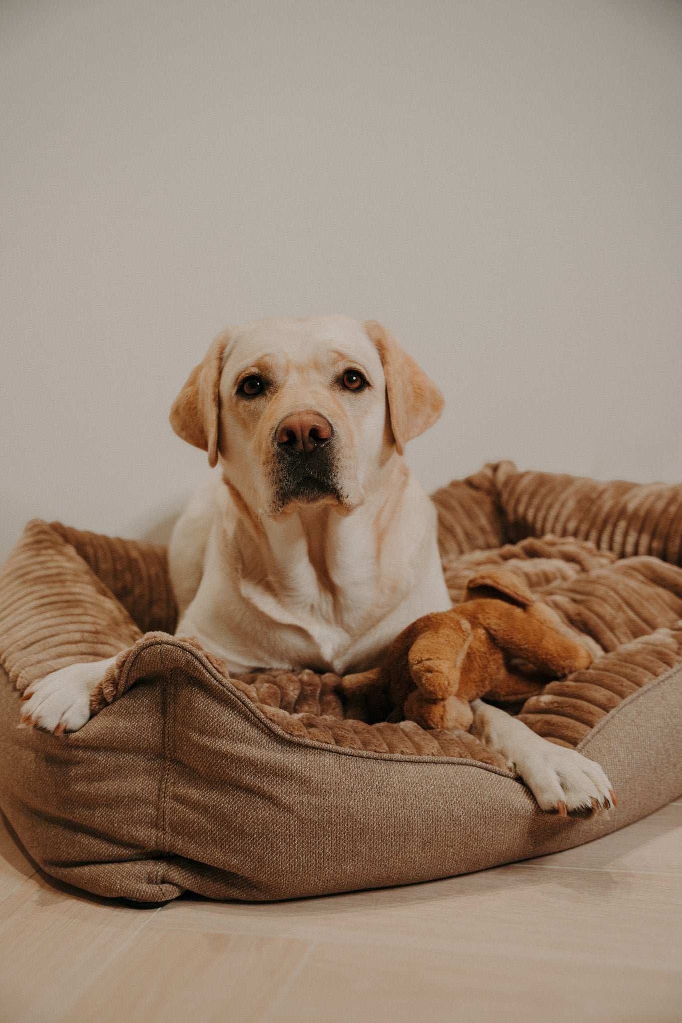 Caline dog bed - Douce line
