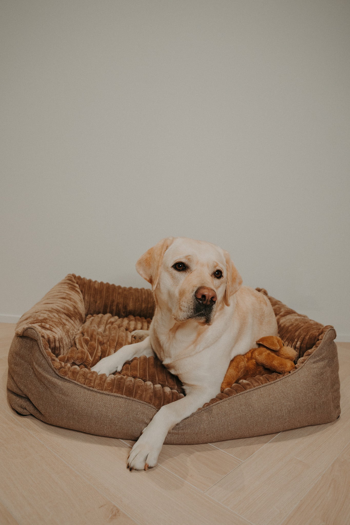 Caline dog bed - Douce line