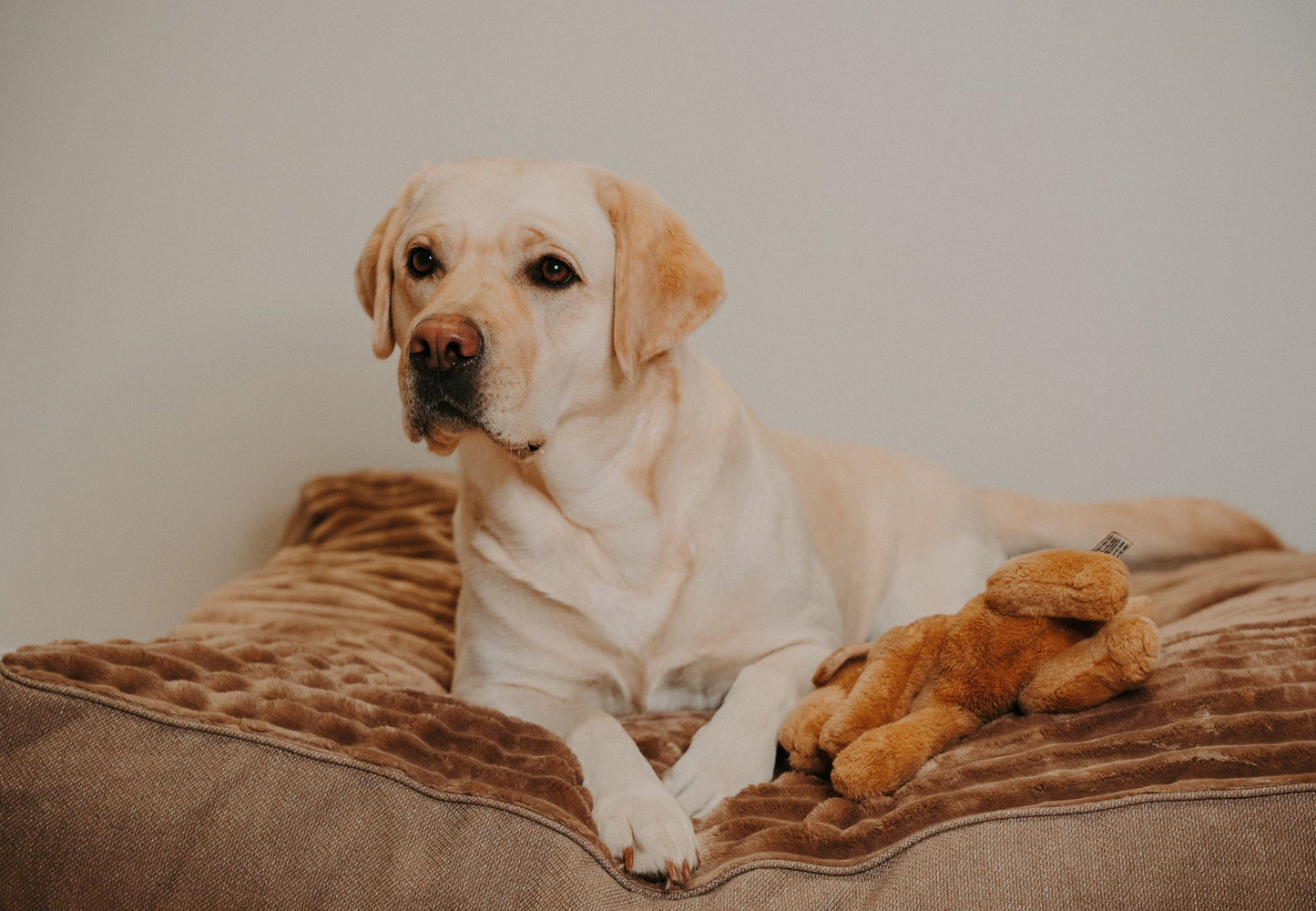 Douce Dog Cushion - Douce line