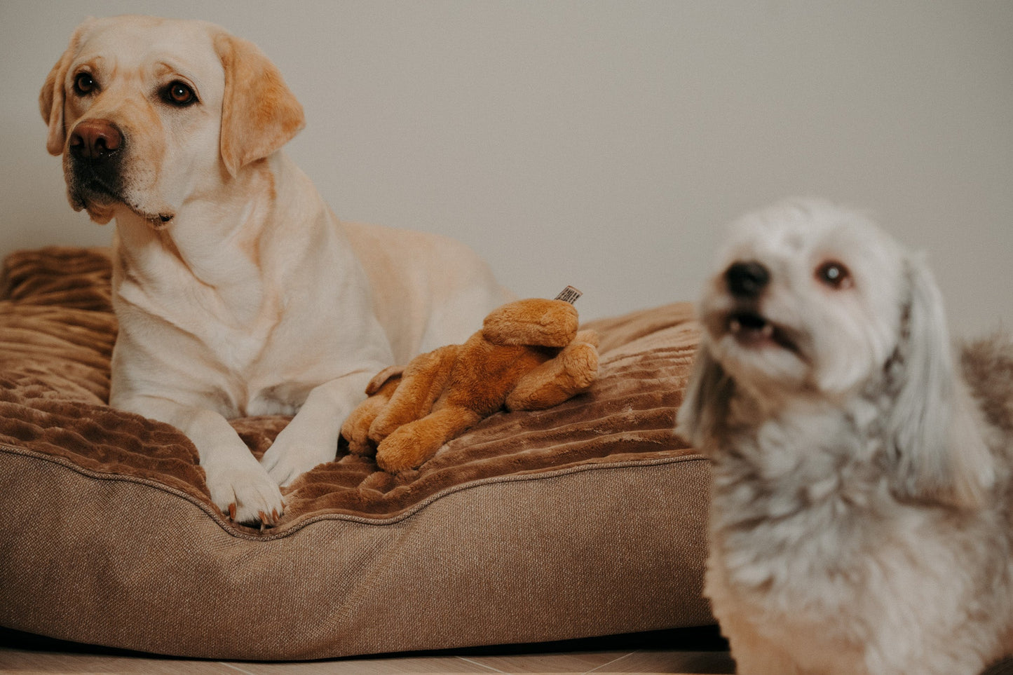Douce Dog Cushion - Douce line