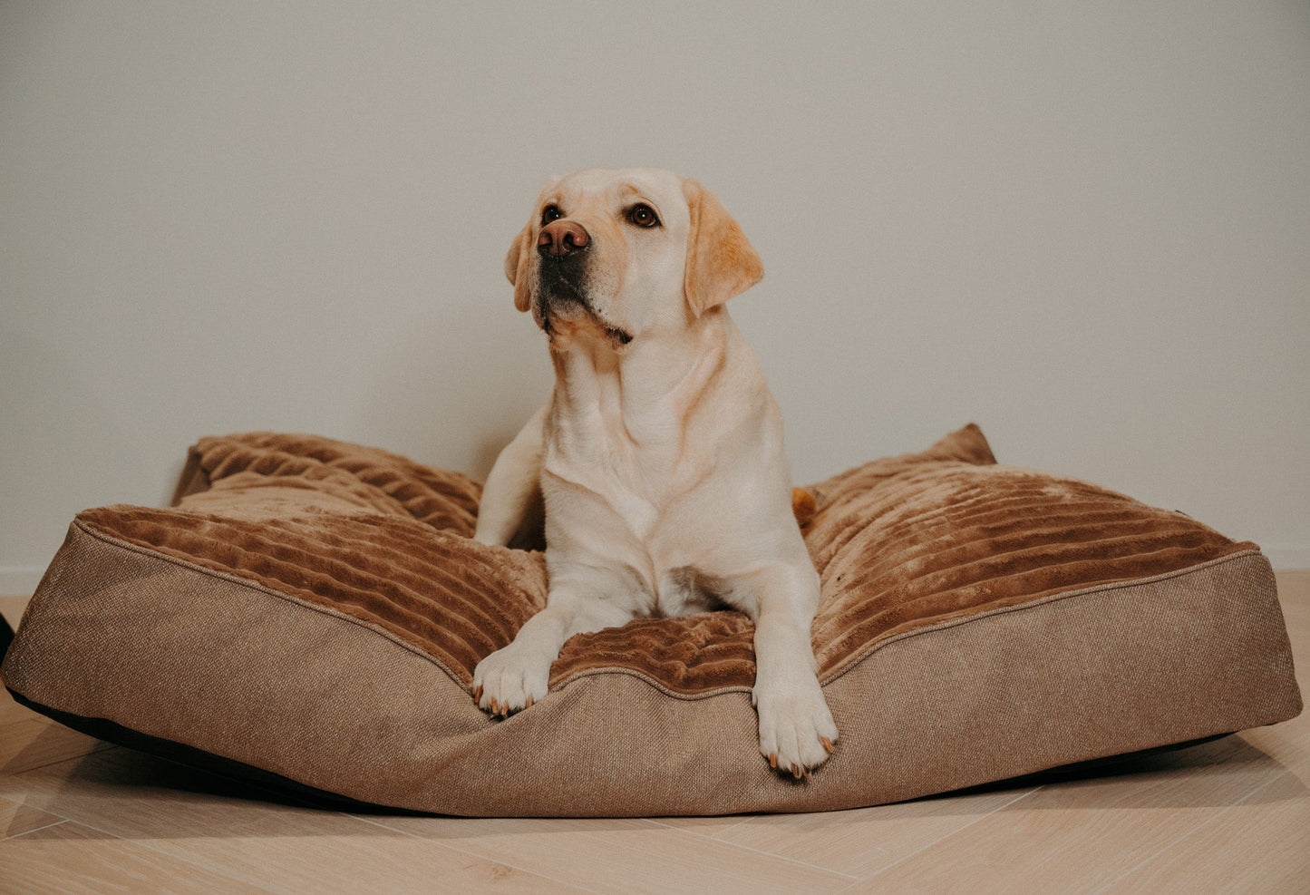 Douce Dog Cushion - Douce line