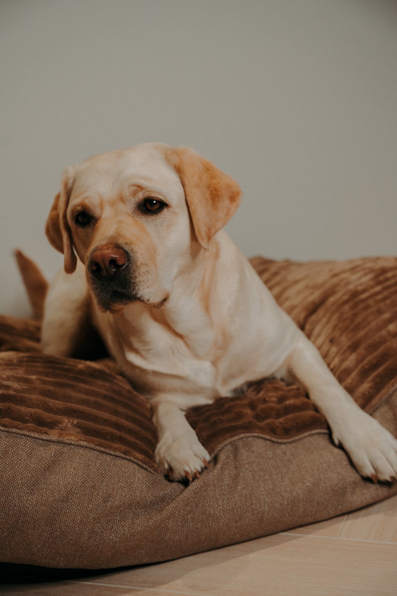 Douce Dog Cushion - Douce line