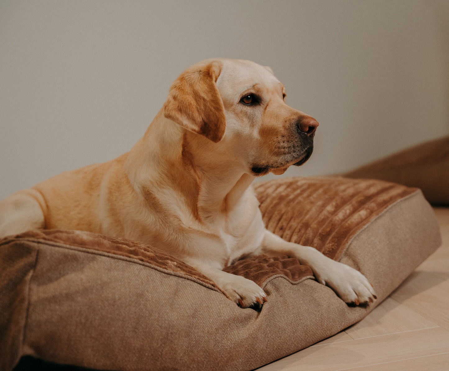 Douce Dog Cushion - Douce line