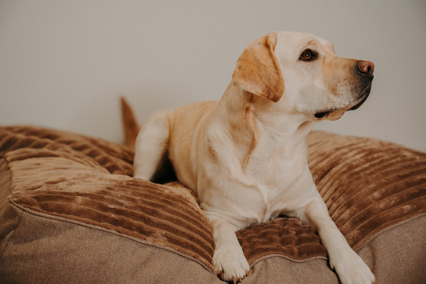 Douce Dog Cushion - Douce line