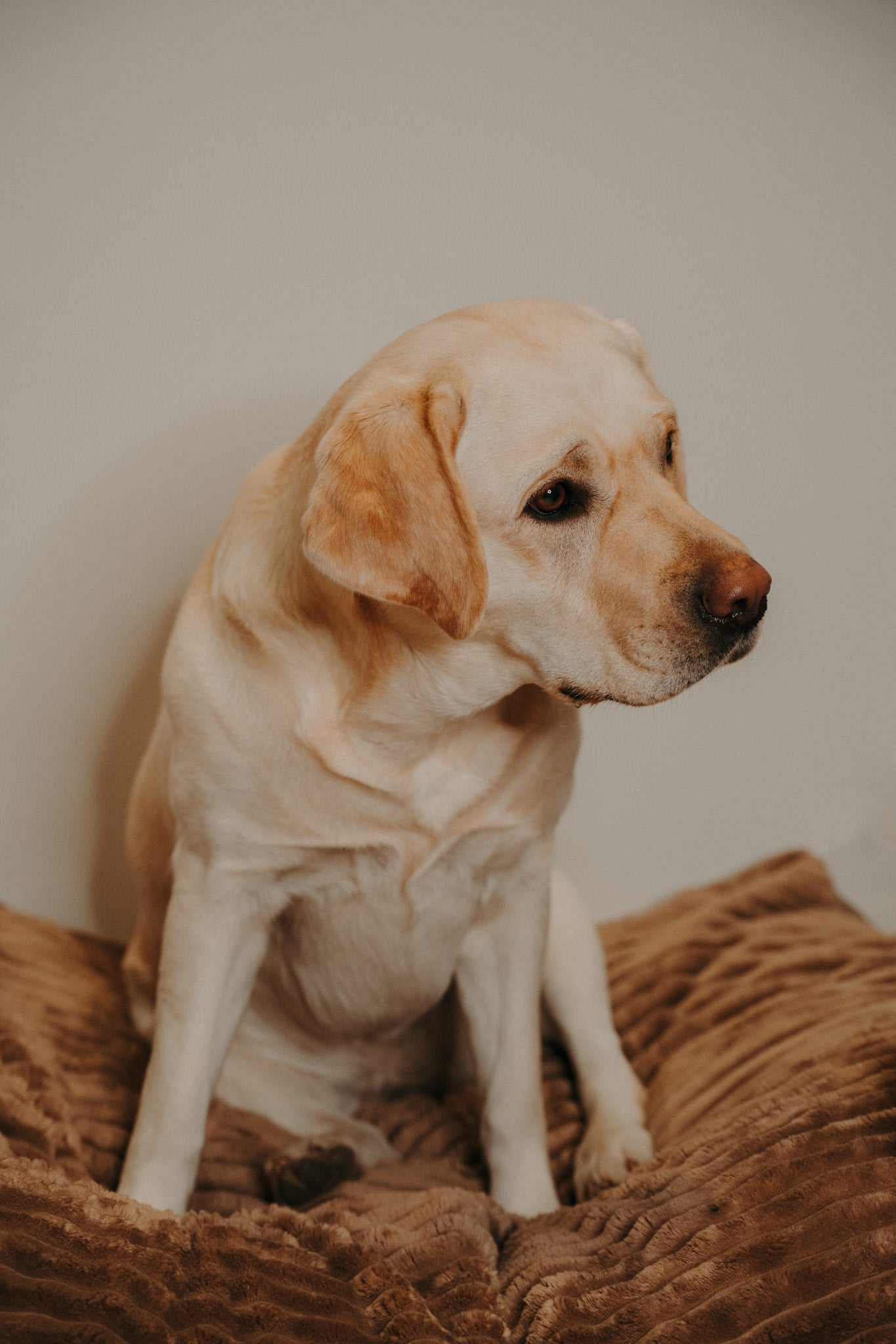 Douce Dog Cushion - Douce line