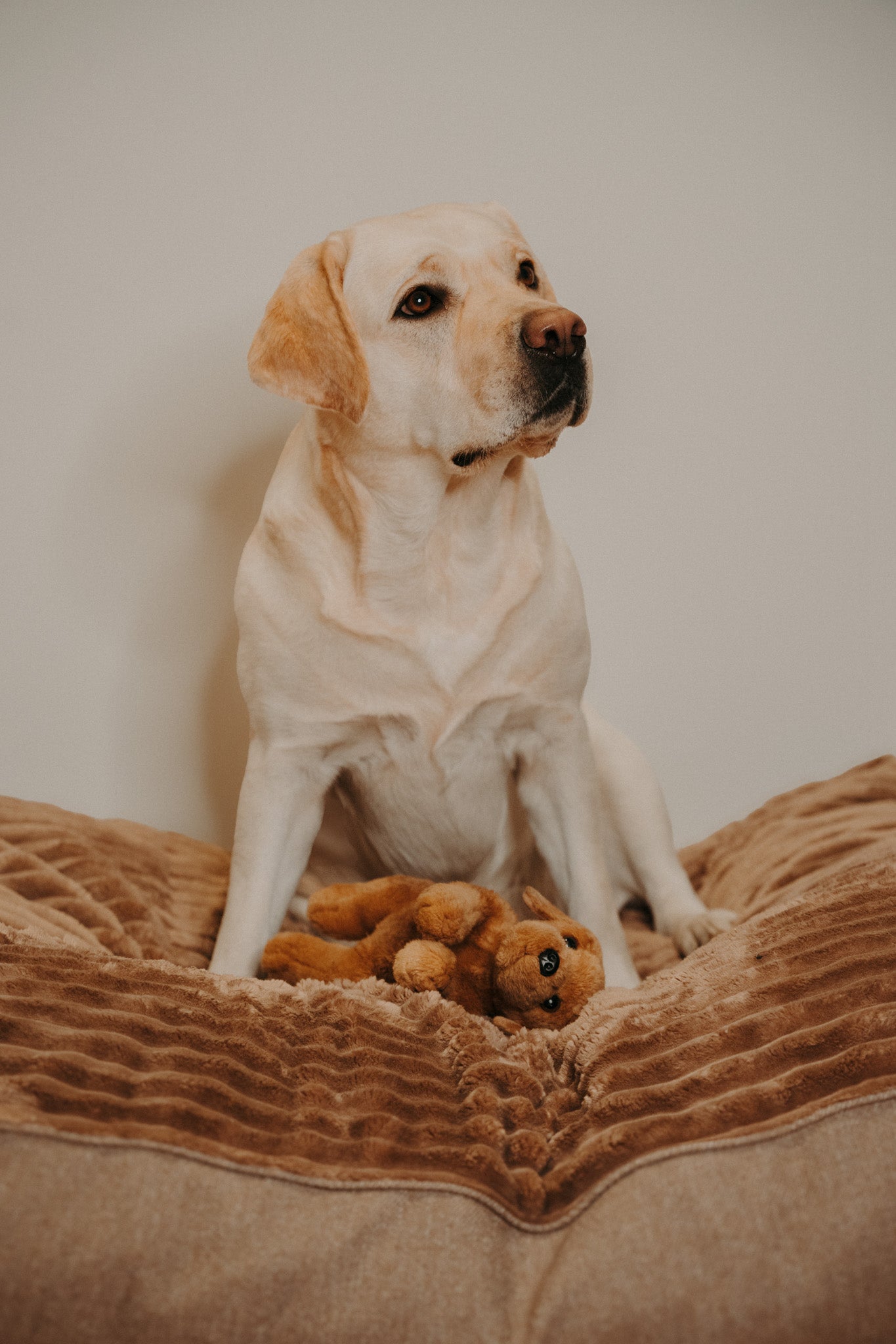 Douce Dog Cushion - Douce line