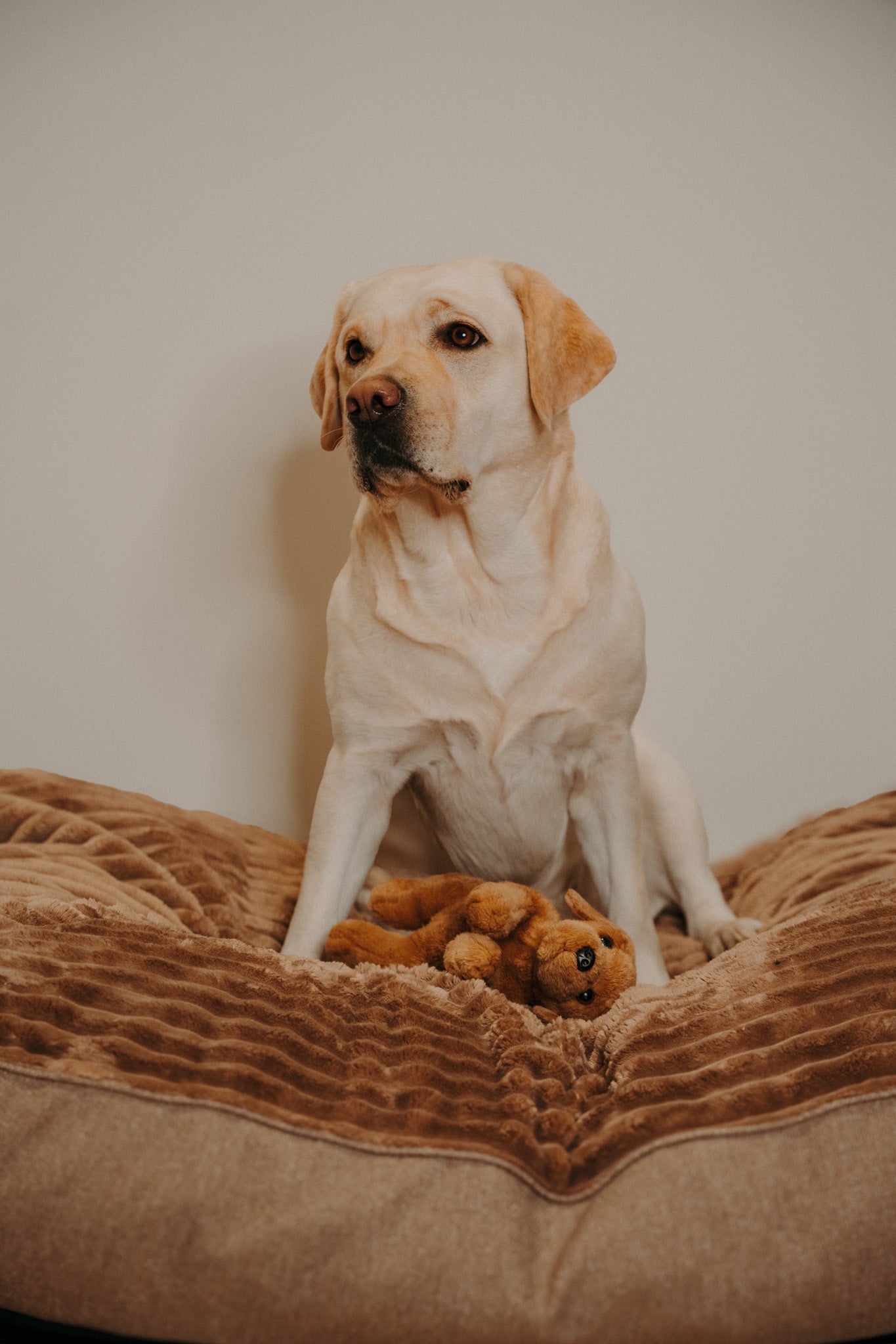 Douce Dog Cushion - Douce line