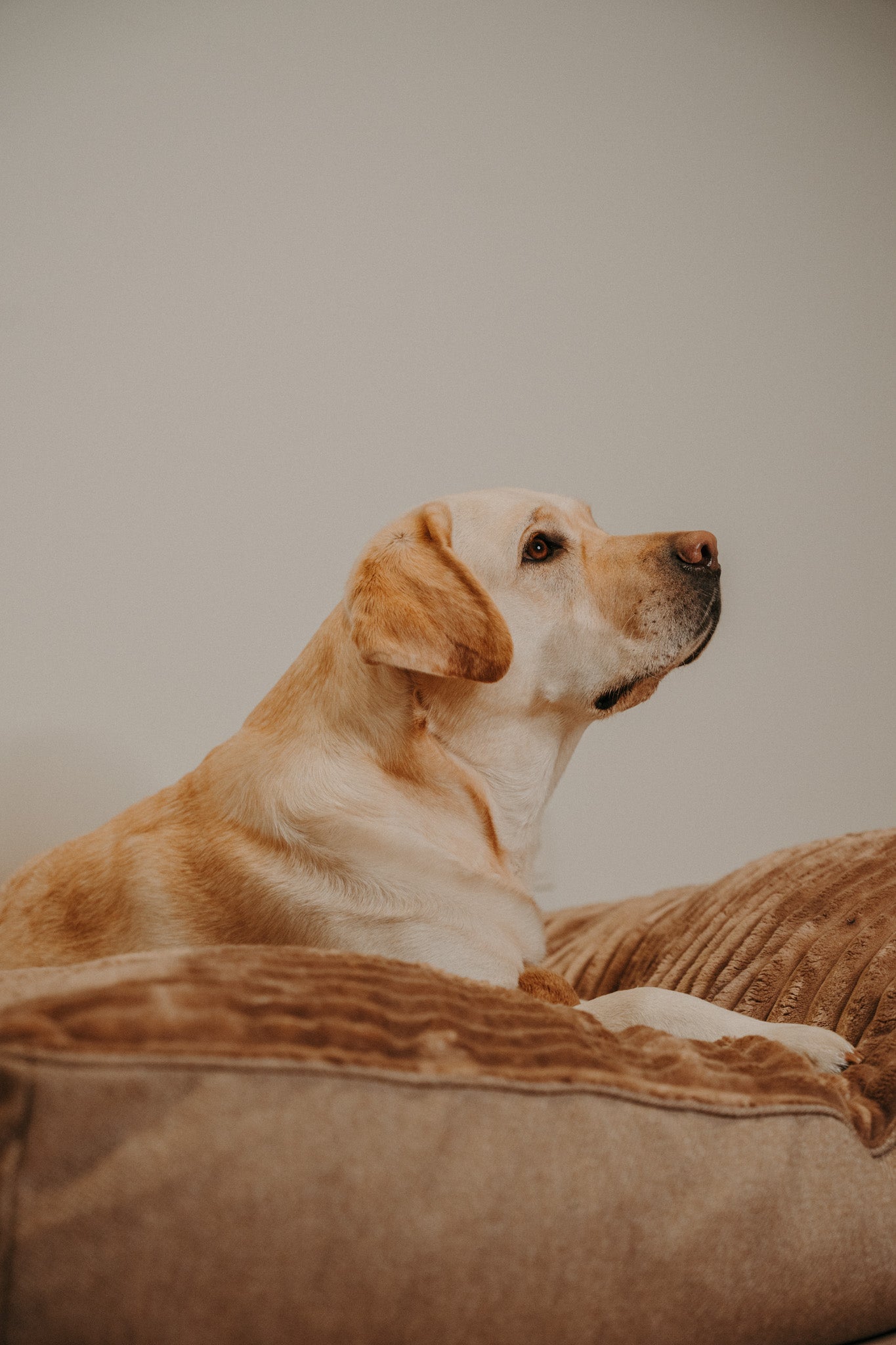 Douce Dog Cushion - Douce line