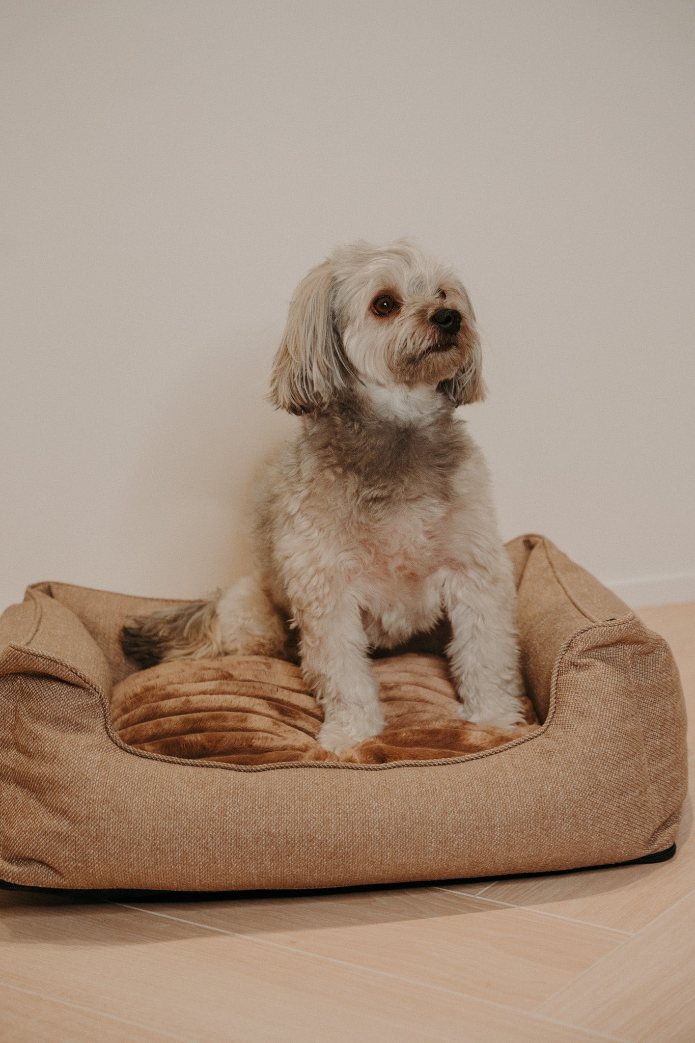 Douce Dog Bed - Douce line