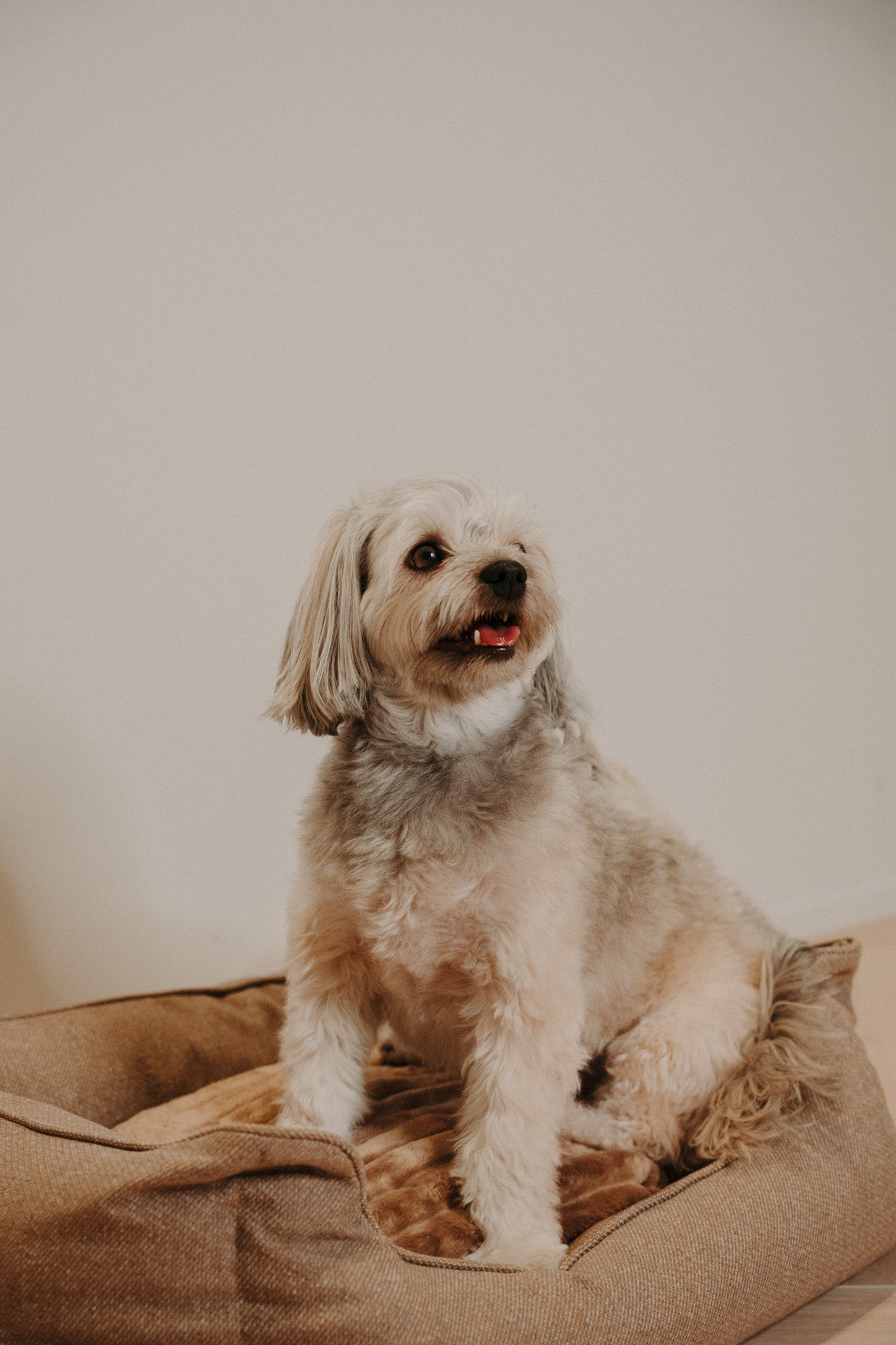 Douce Dog Bed - Douce line