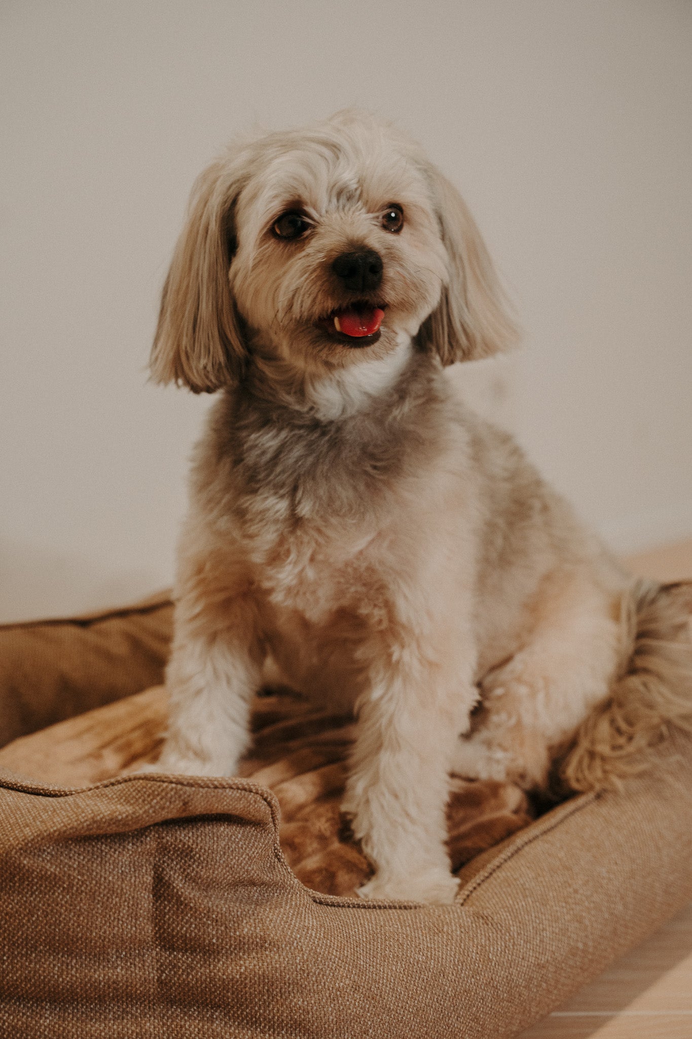 Douce Dog Bed - Douce line