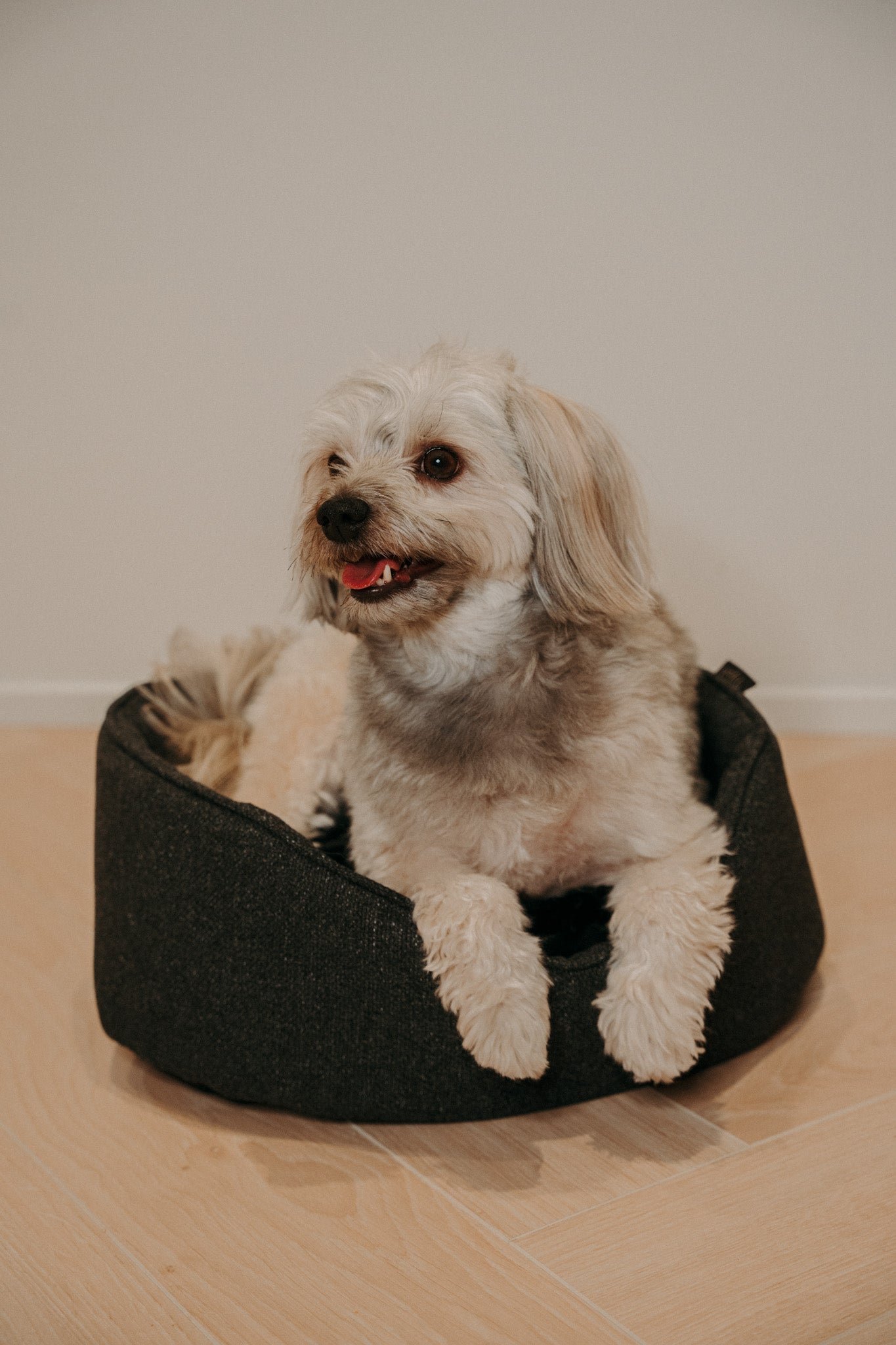 Mousse Hondenbed - Douce lijn