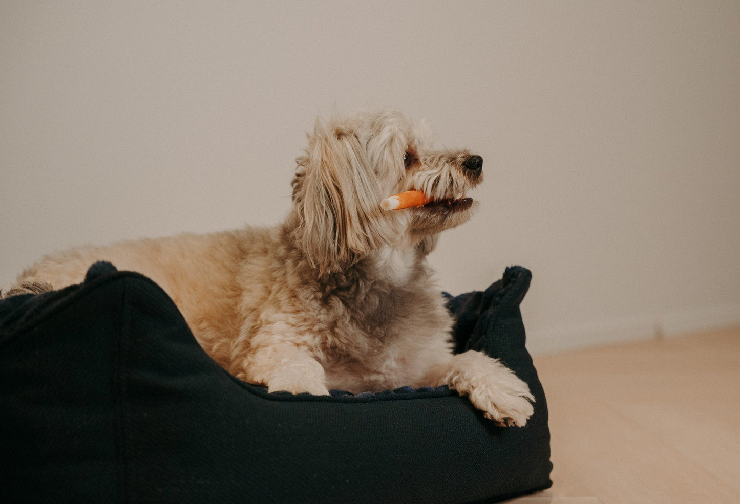 Caline dog bed - Douce line