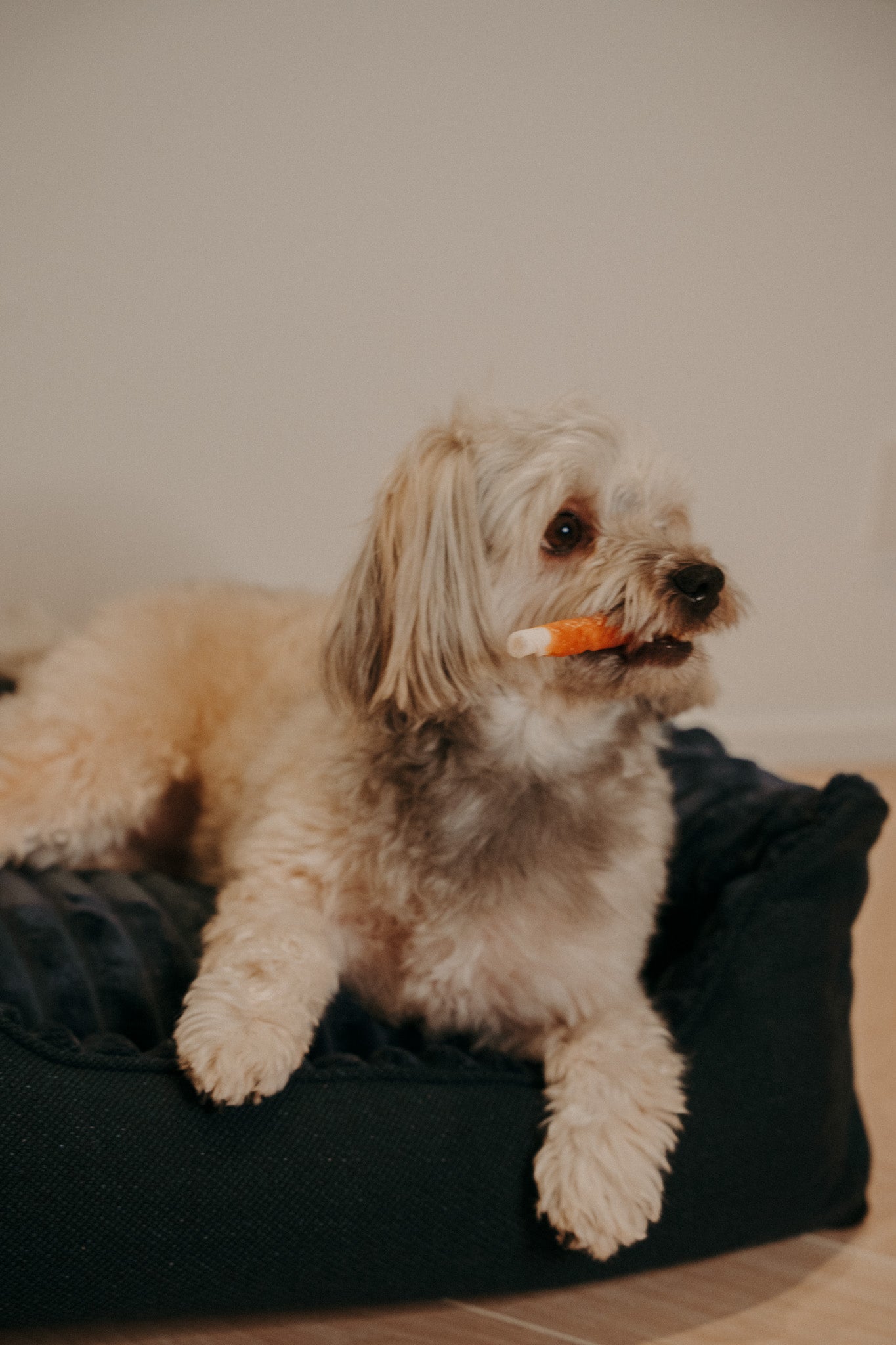 Caline dog bed - Douce line