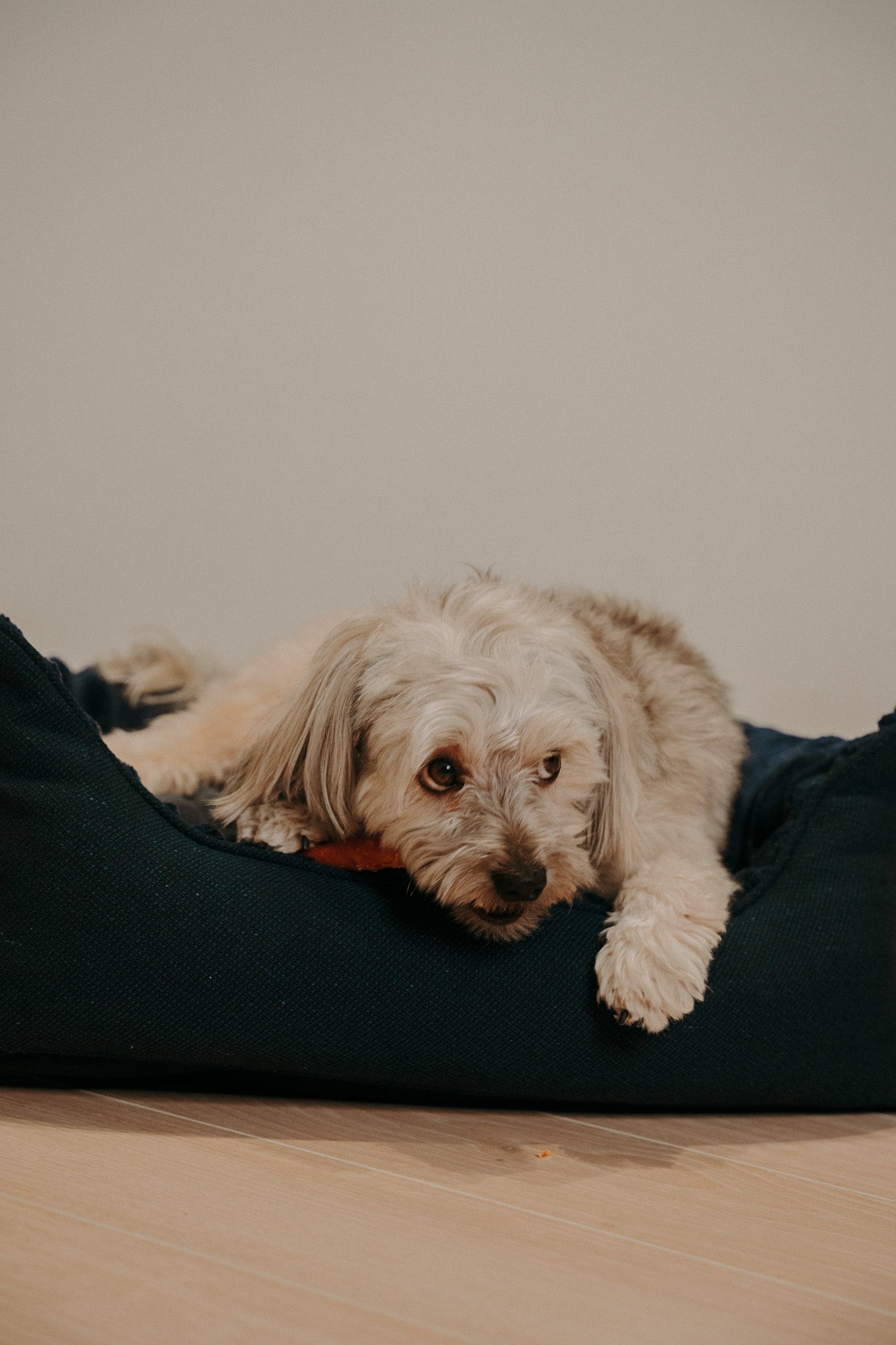 Caline dog bed - Douce line