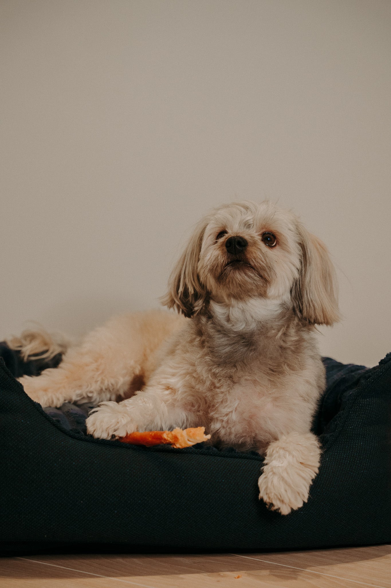 Caline dog bed - Douce line