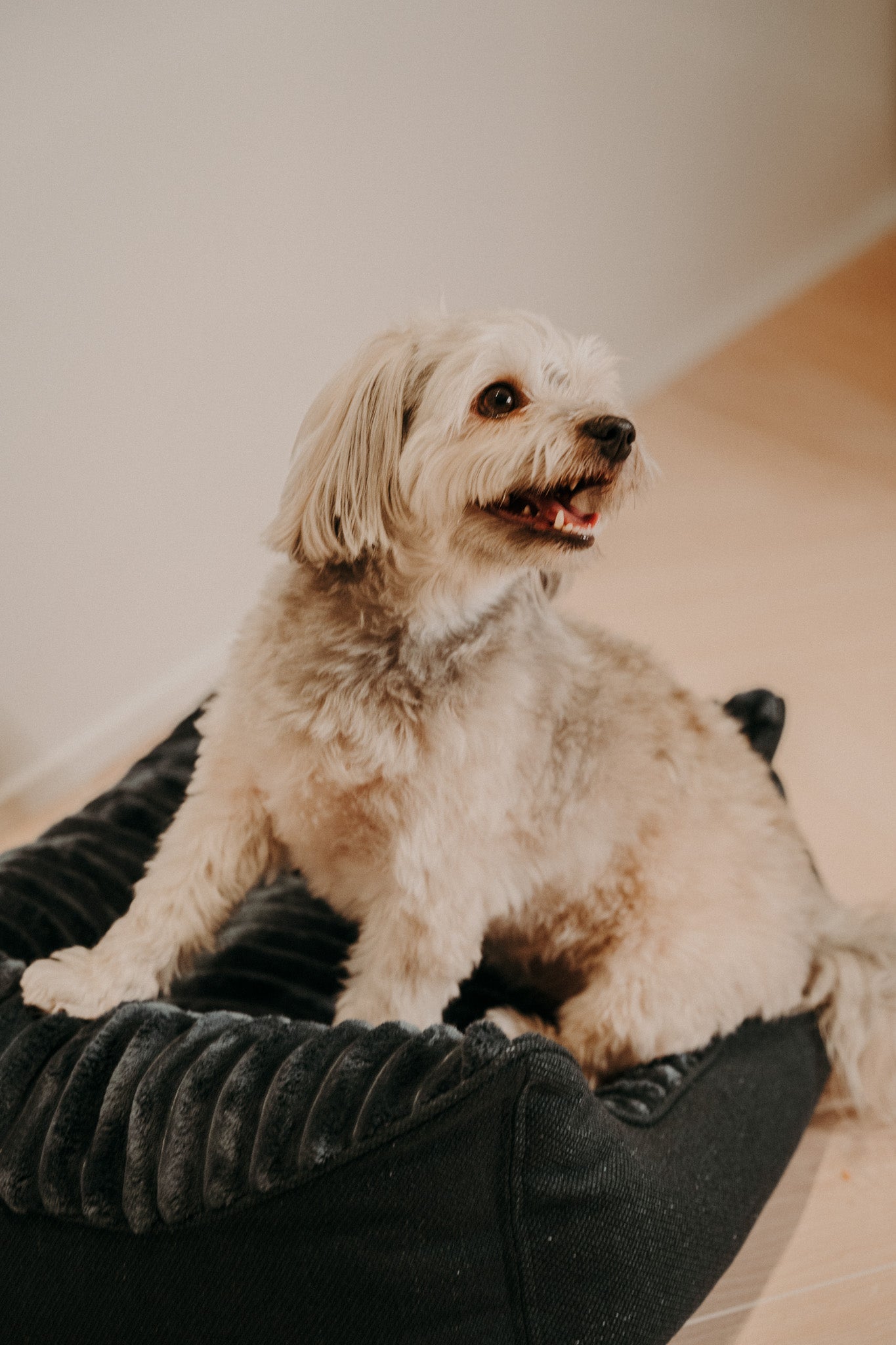 Caline dog bed - Douce line