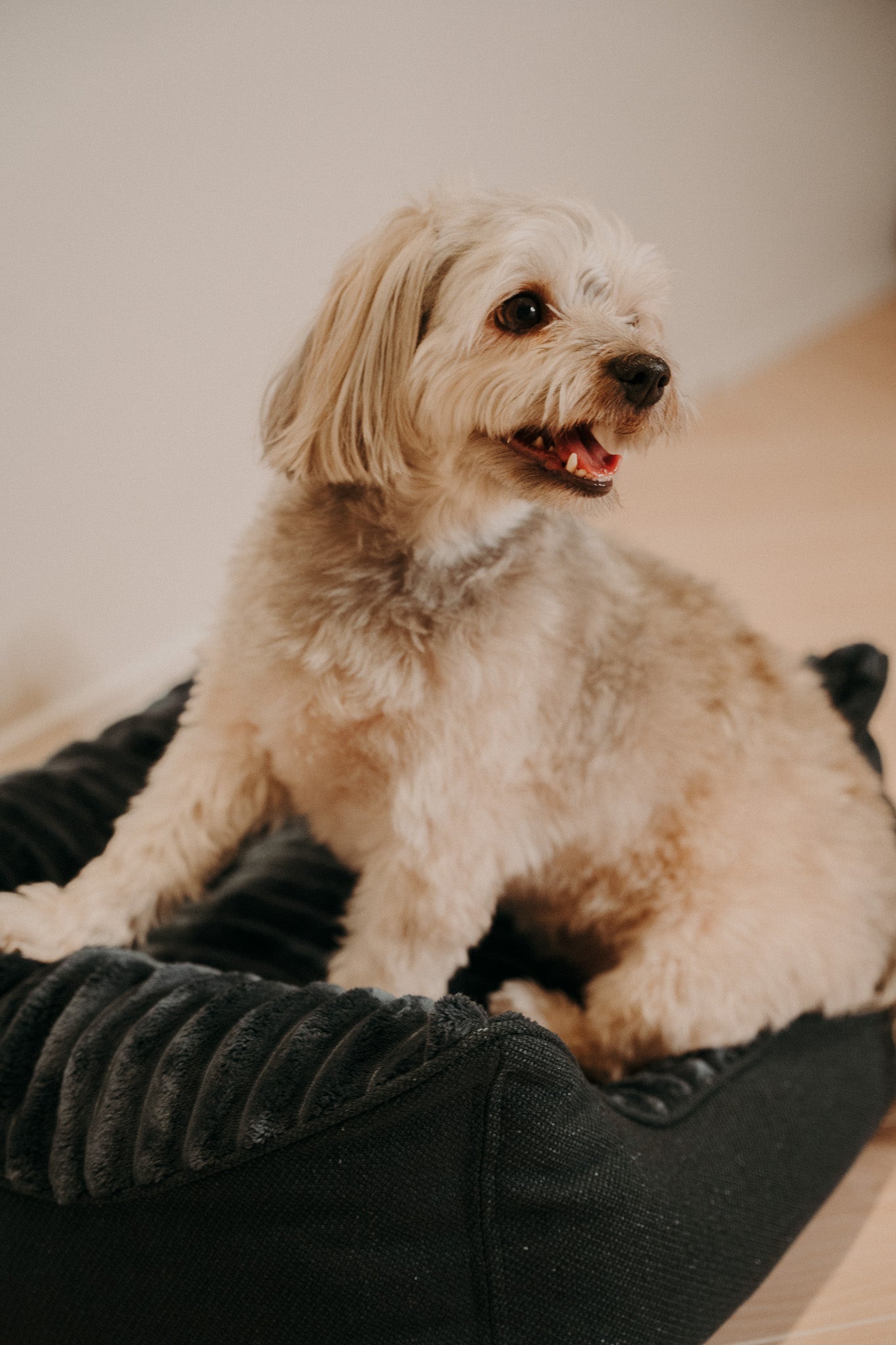 Caline dog bed - Douce line