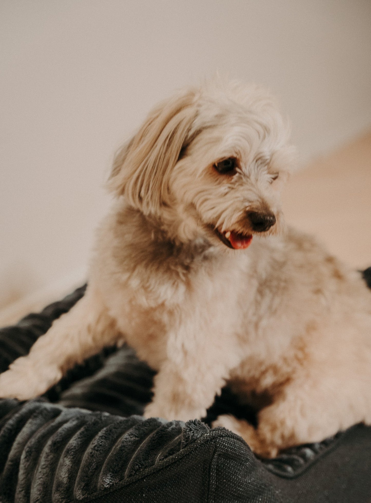 Caline dog bed - Douce line