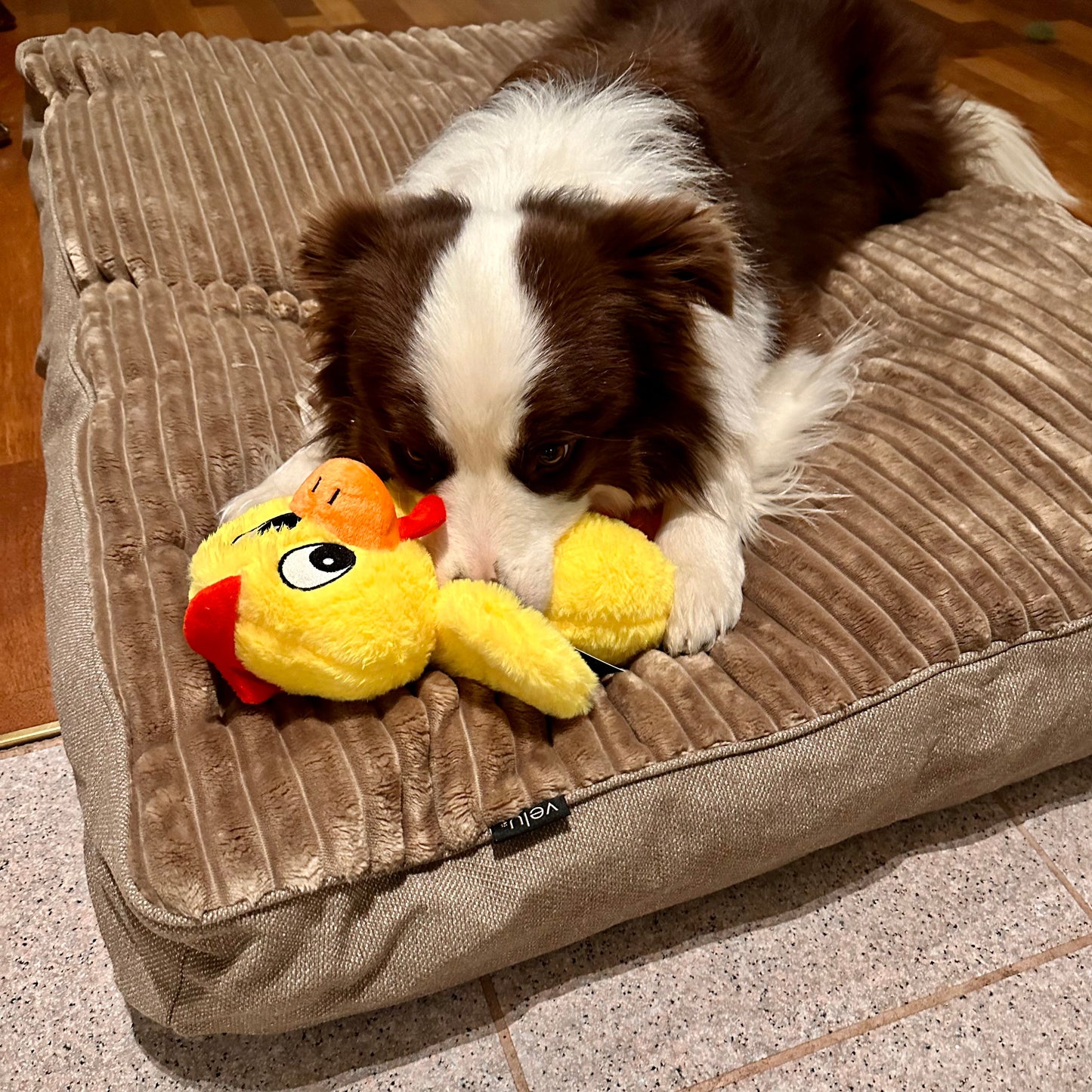 Douce Dog Cushion - Douce line