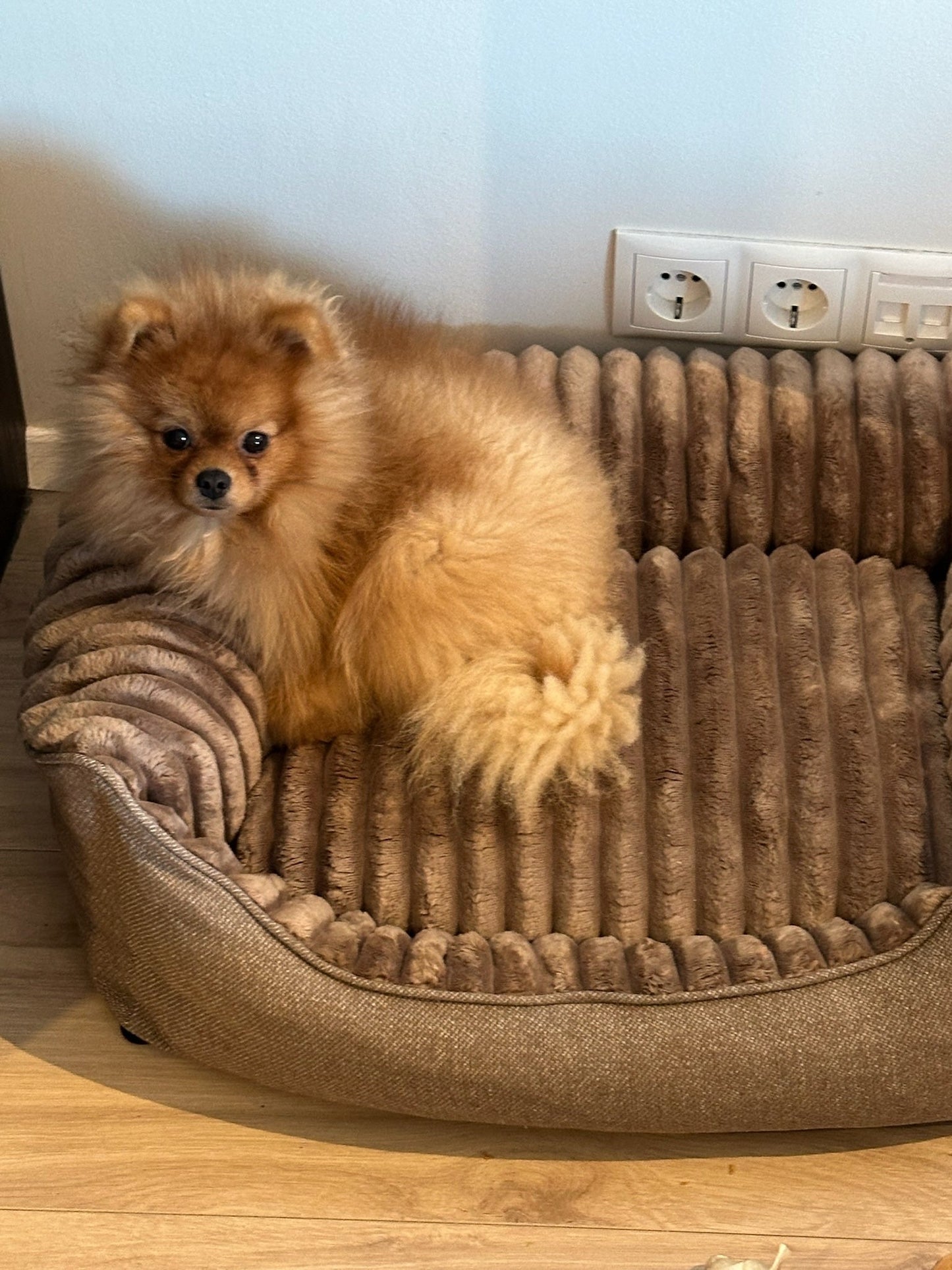 Caline dog bed - Douce line
