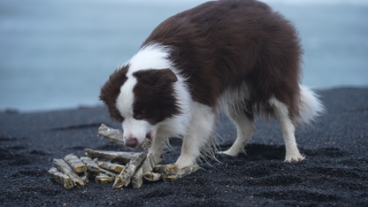 Border Collie Dog in Iceland by the Ocean with Icelandic Cod Chew Sticks for Dogs