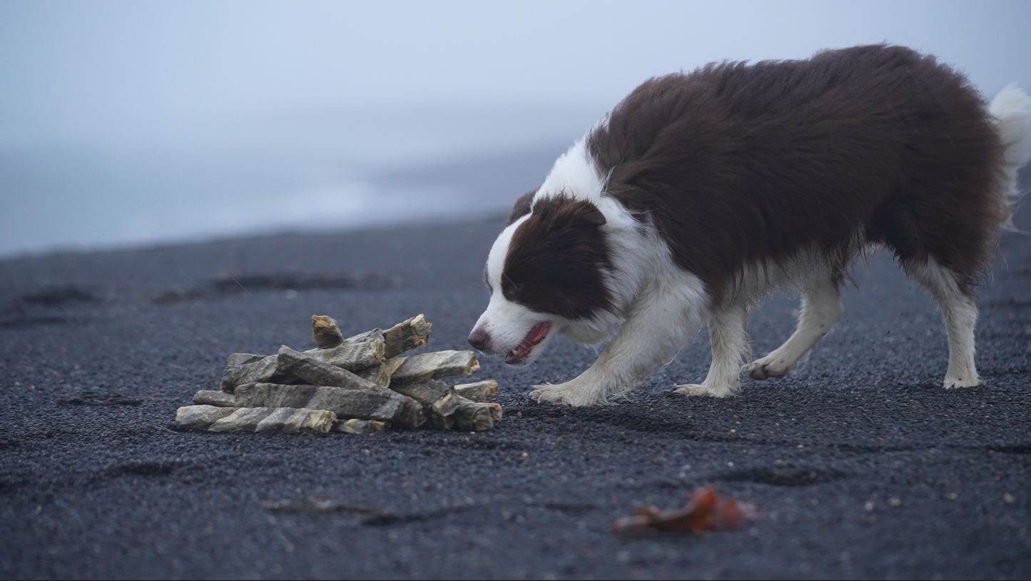 Border Collie Dog in Iceland by the Ocean with Icelandic Cod Chew Sticks for Dogs