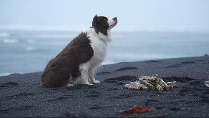 Border Collie Dog in Iceland by the Ocean with Icelandic Cod Chew Sticks for Dogs