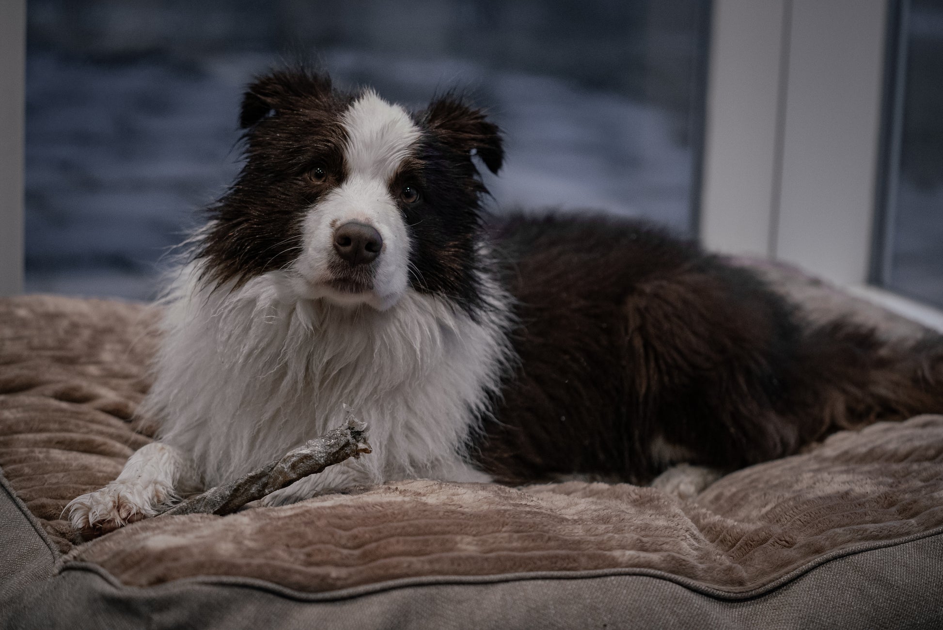 Border Collie Dog on a Dog Bed with Cod chew stick for dogs