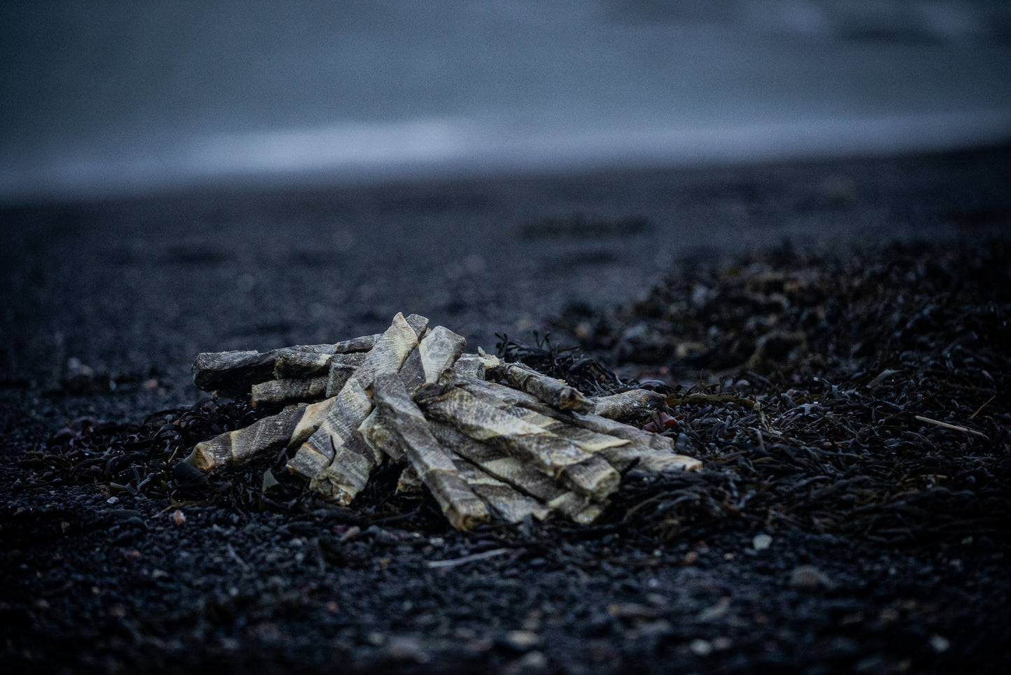 Icelandic Cod Chew Stick for Dogs in Iceland by the Ocean