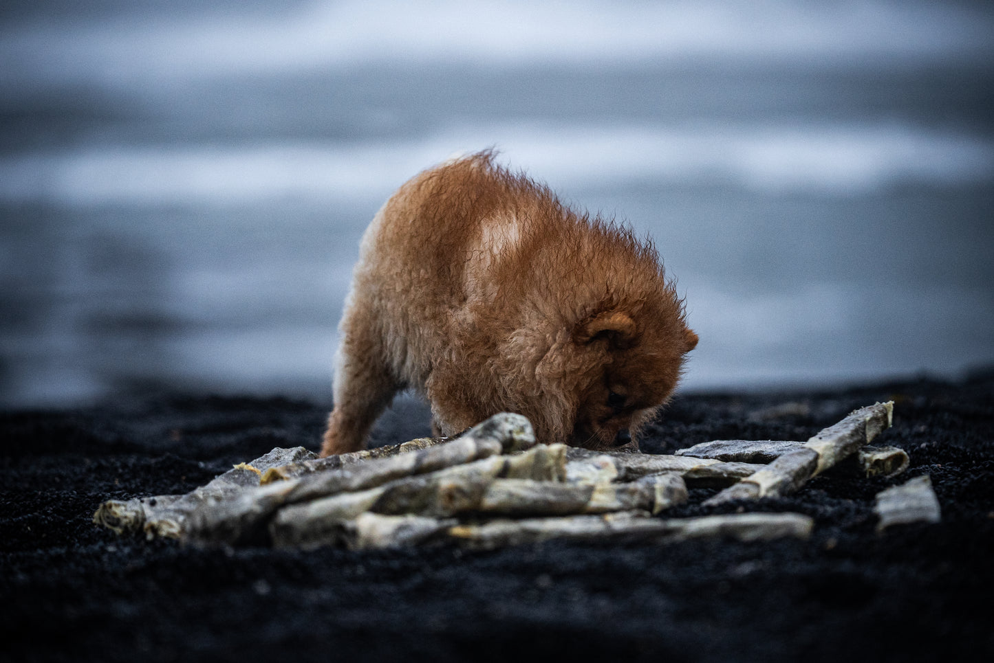 Pomeranian Dog in Iceland by the Ocean with Icelandic Cod Chew Sticks for Dogs