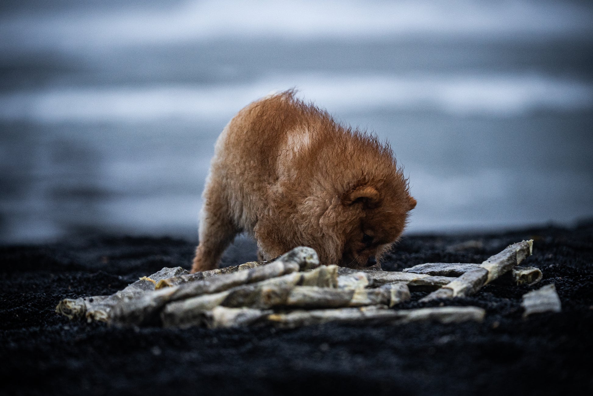Pomeranian Dog in Iceland by the Ocean with Icelandic Cod Chew Sticks for Dogs