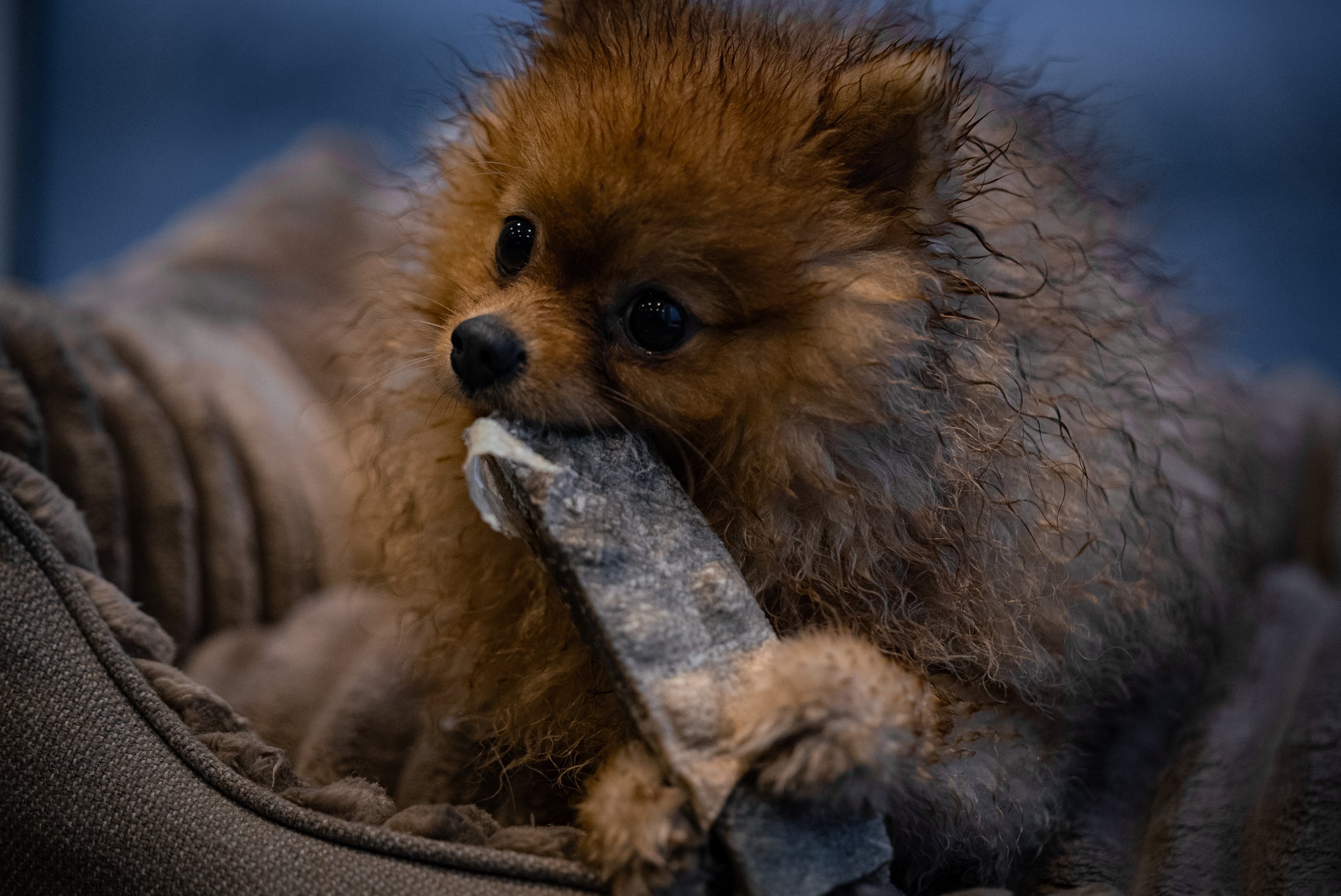 Pomeranian Dog in a Dog Bed with Icelandic Cod Chew Sticks for Dogs